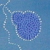 2002 (verkauft)